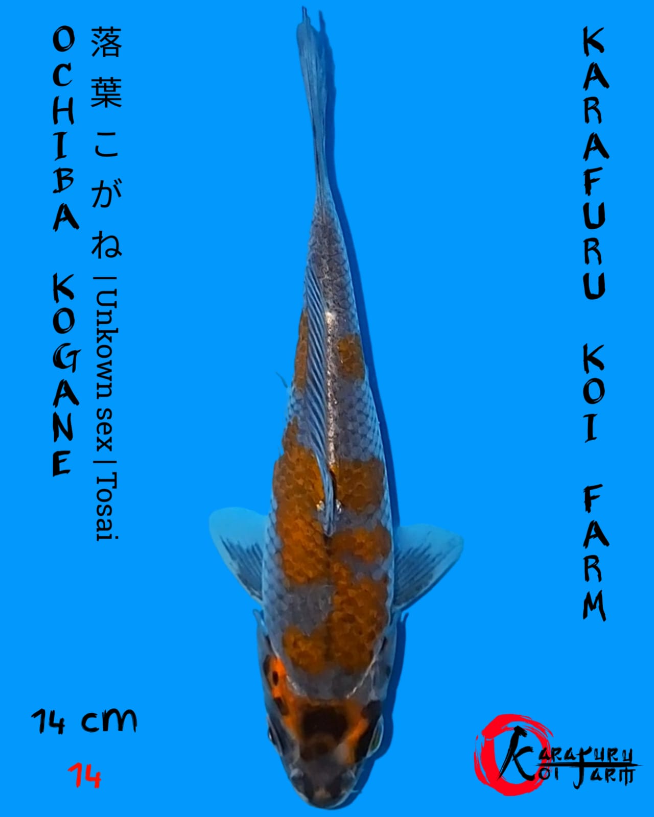 OCHIBA KOGANE 14cm