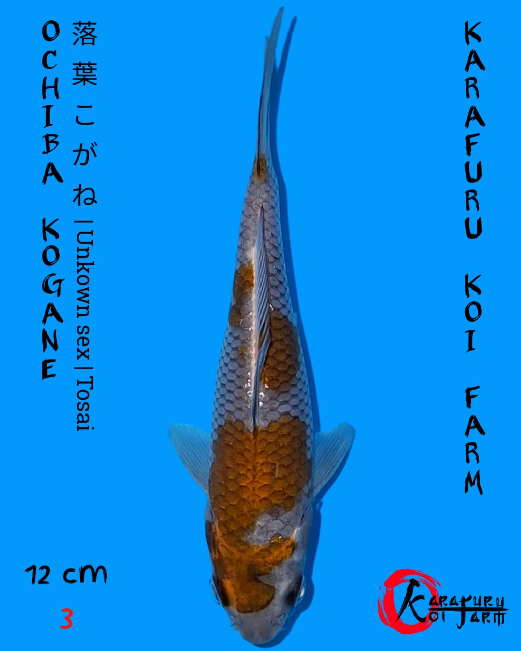 OCHIBA KOGANE 12cm