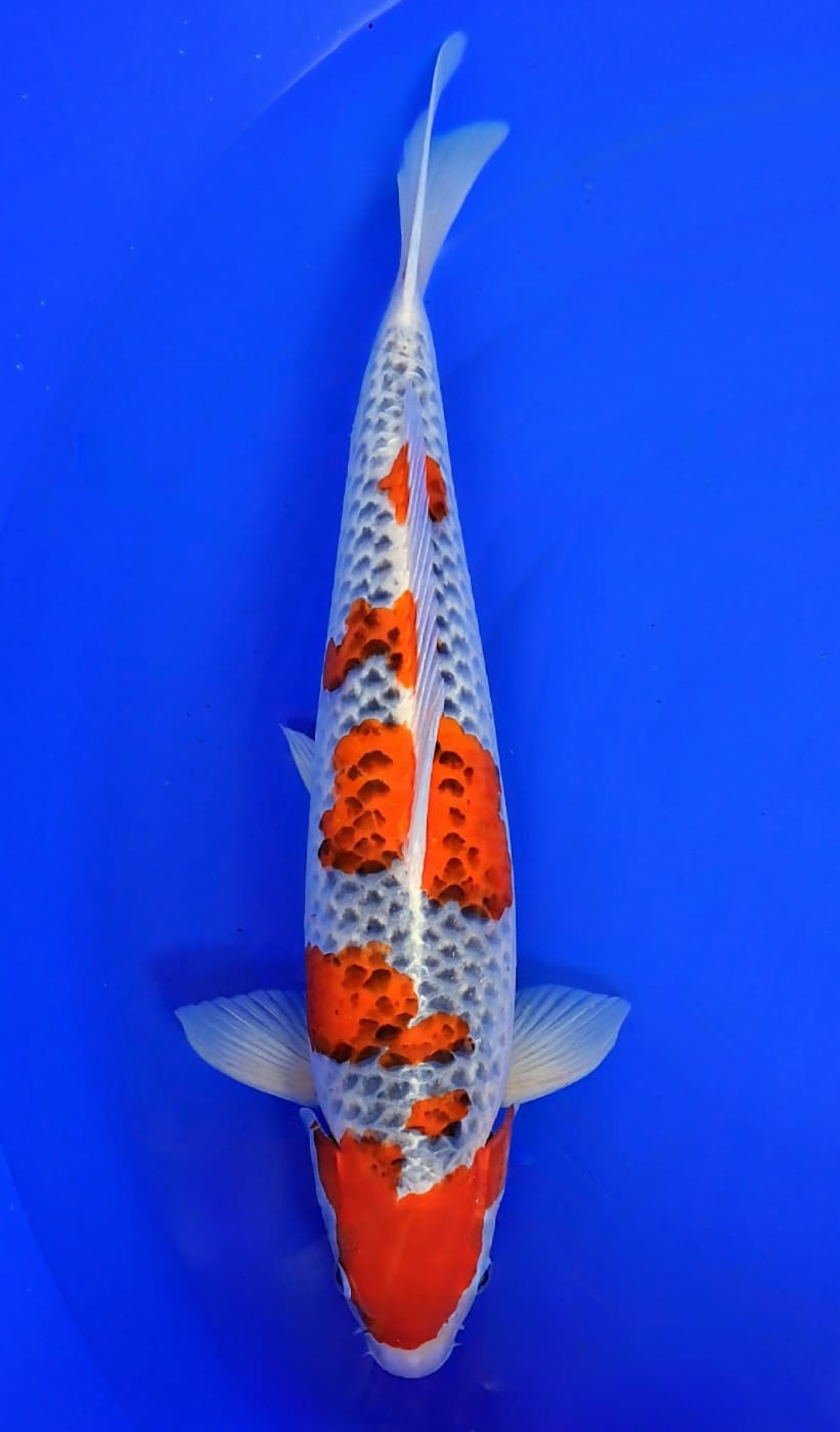 GOSHIKI 50cm