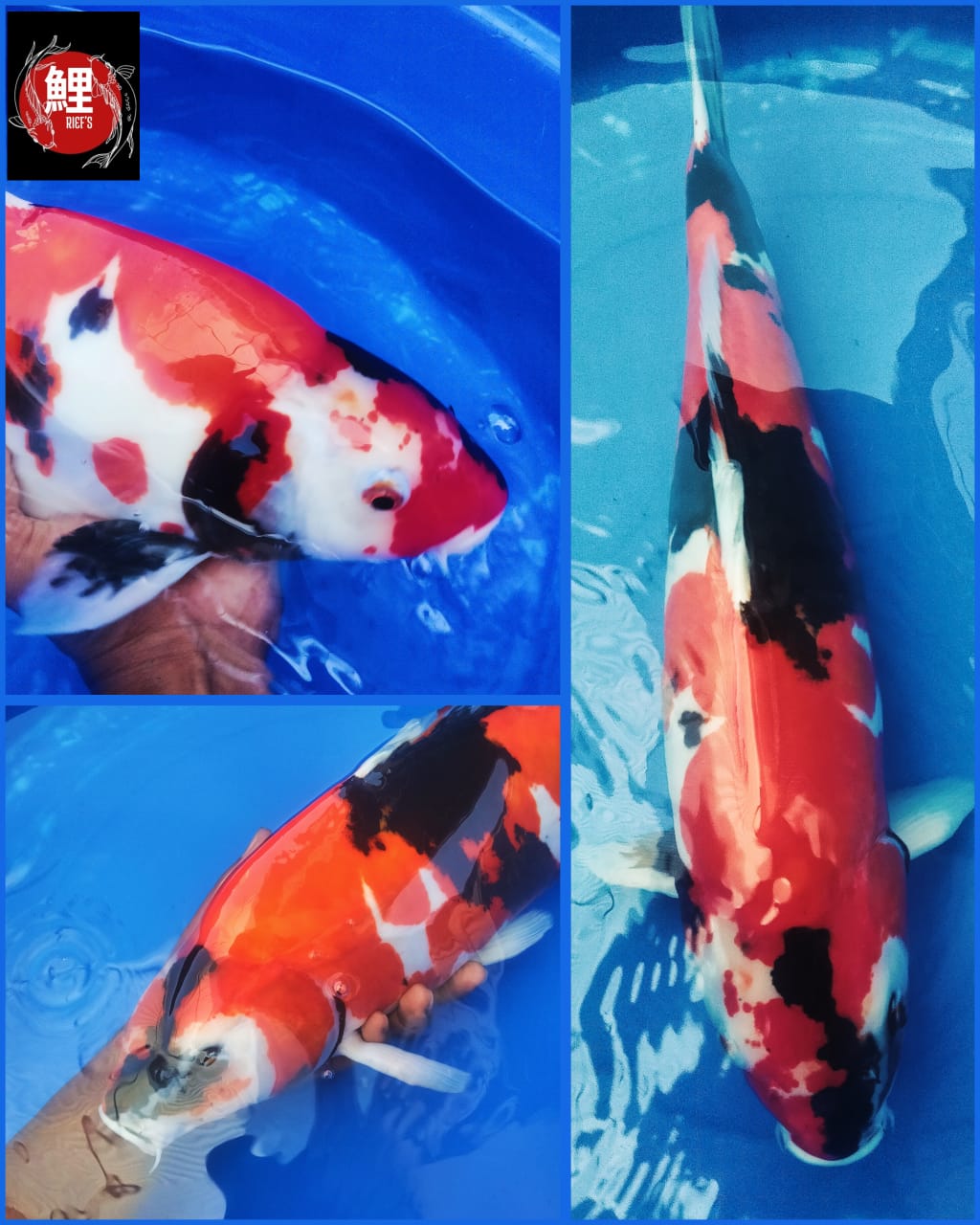 SHOWA DOITSU MURNI 48cm