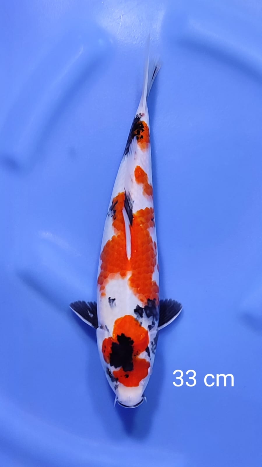 SHOWA 33cm