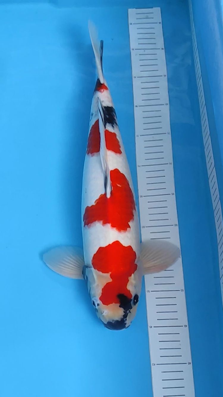 SHOWA 3STEP 48cm