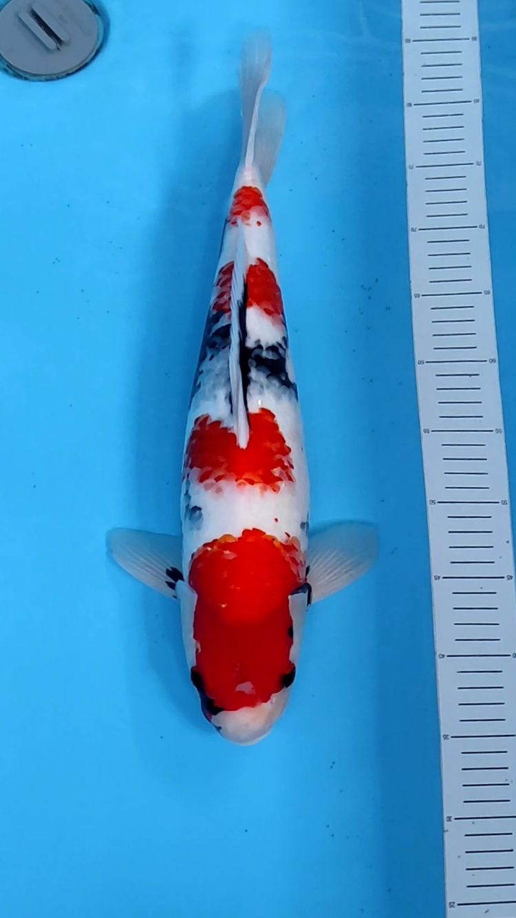 SHOWA 48cm