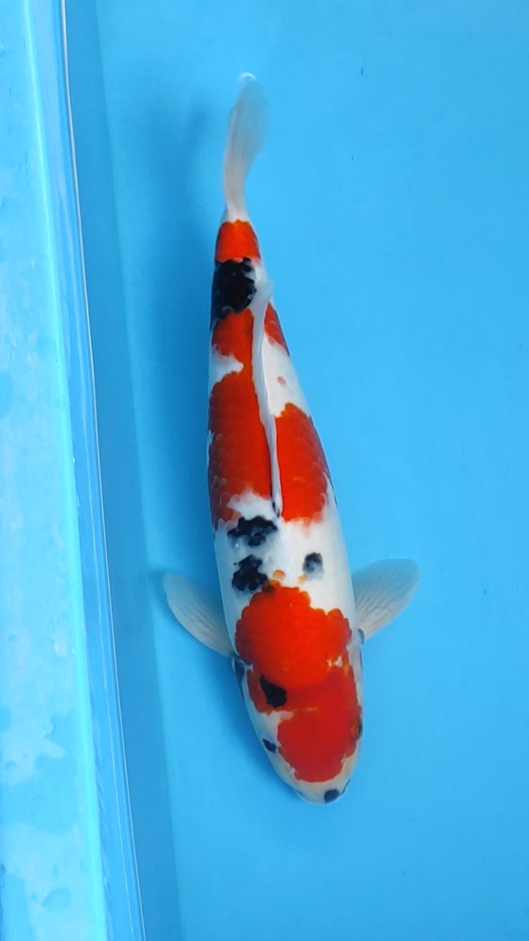 SHOWA 43cm