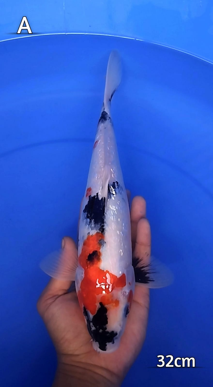 SHOWA GINRIN 32cm