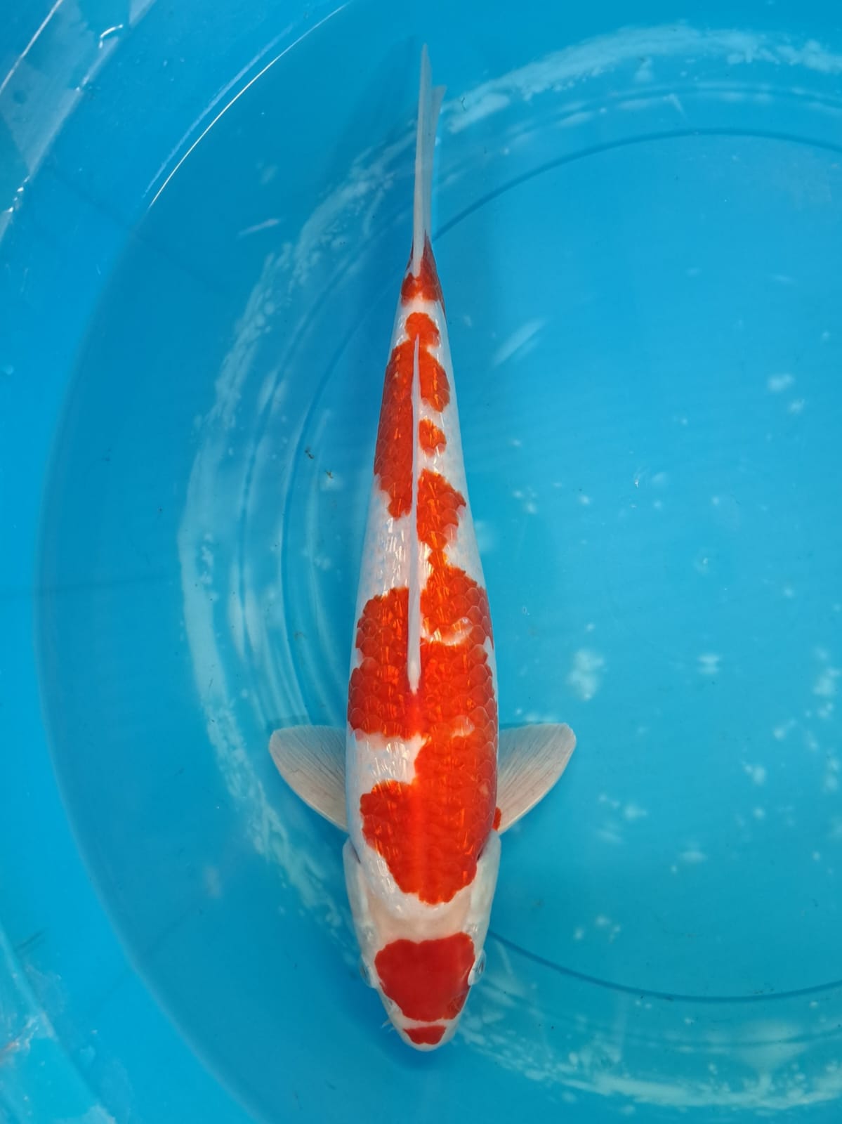 KOHAKU GINRIN 36cm