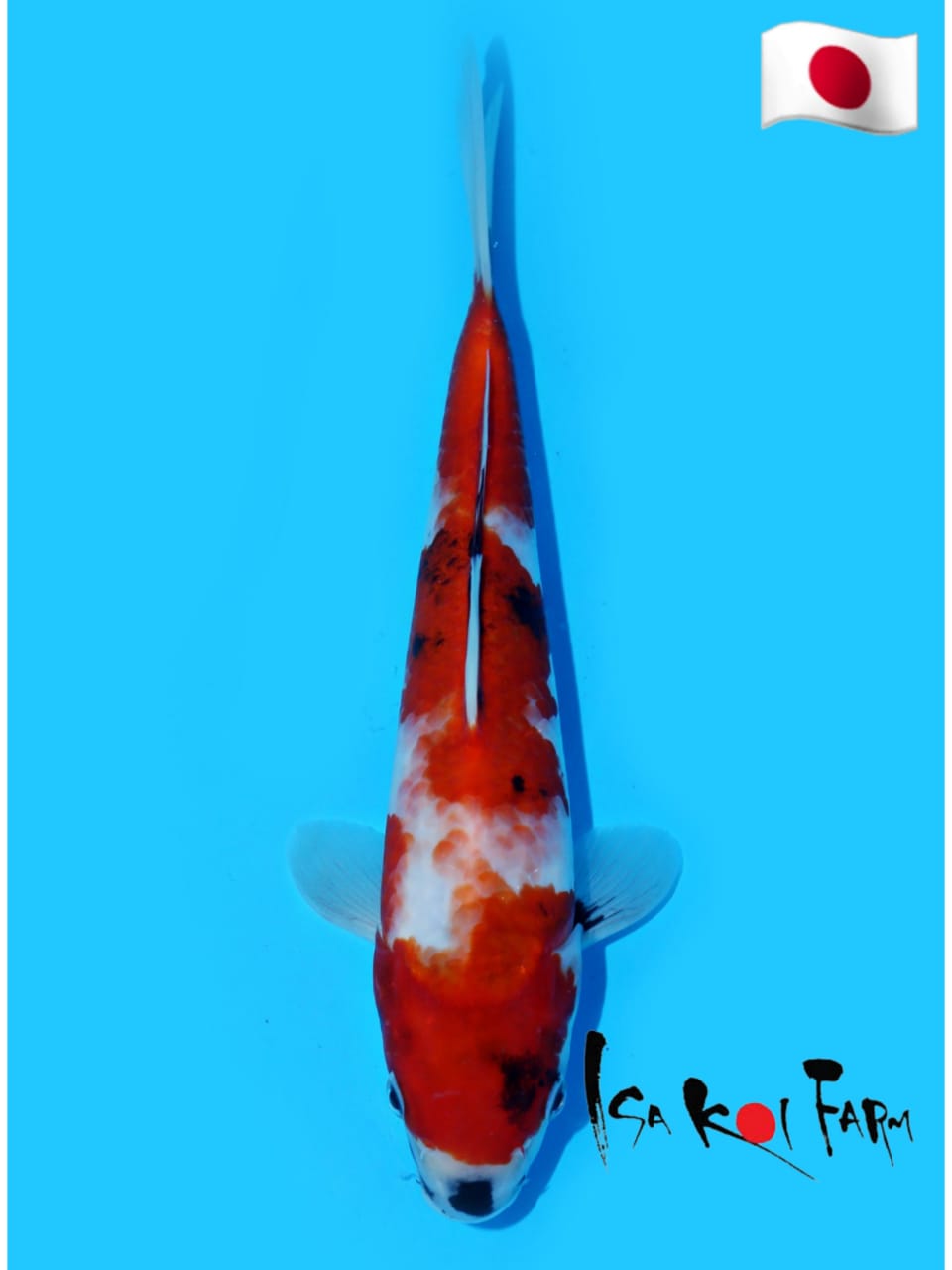 SHOWA 26cm ISA KOI FARM