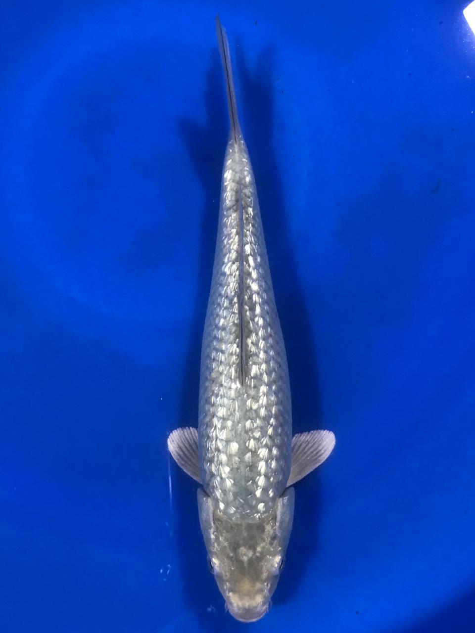 SORAGOI GINRIN 32cm