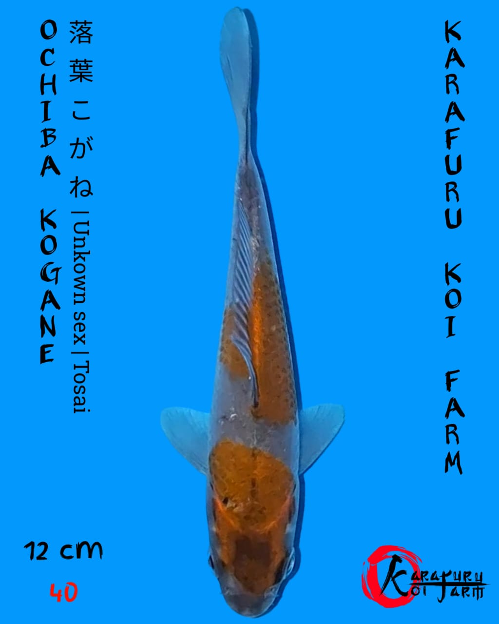 OCHIBA KOGANE 12cm