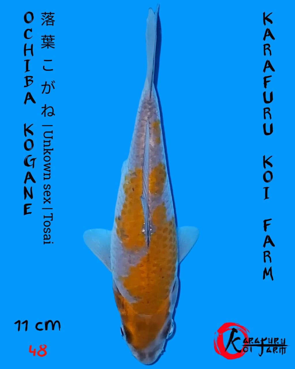 OCHIBA KOGANE 11cm