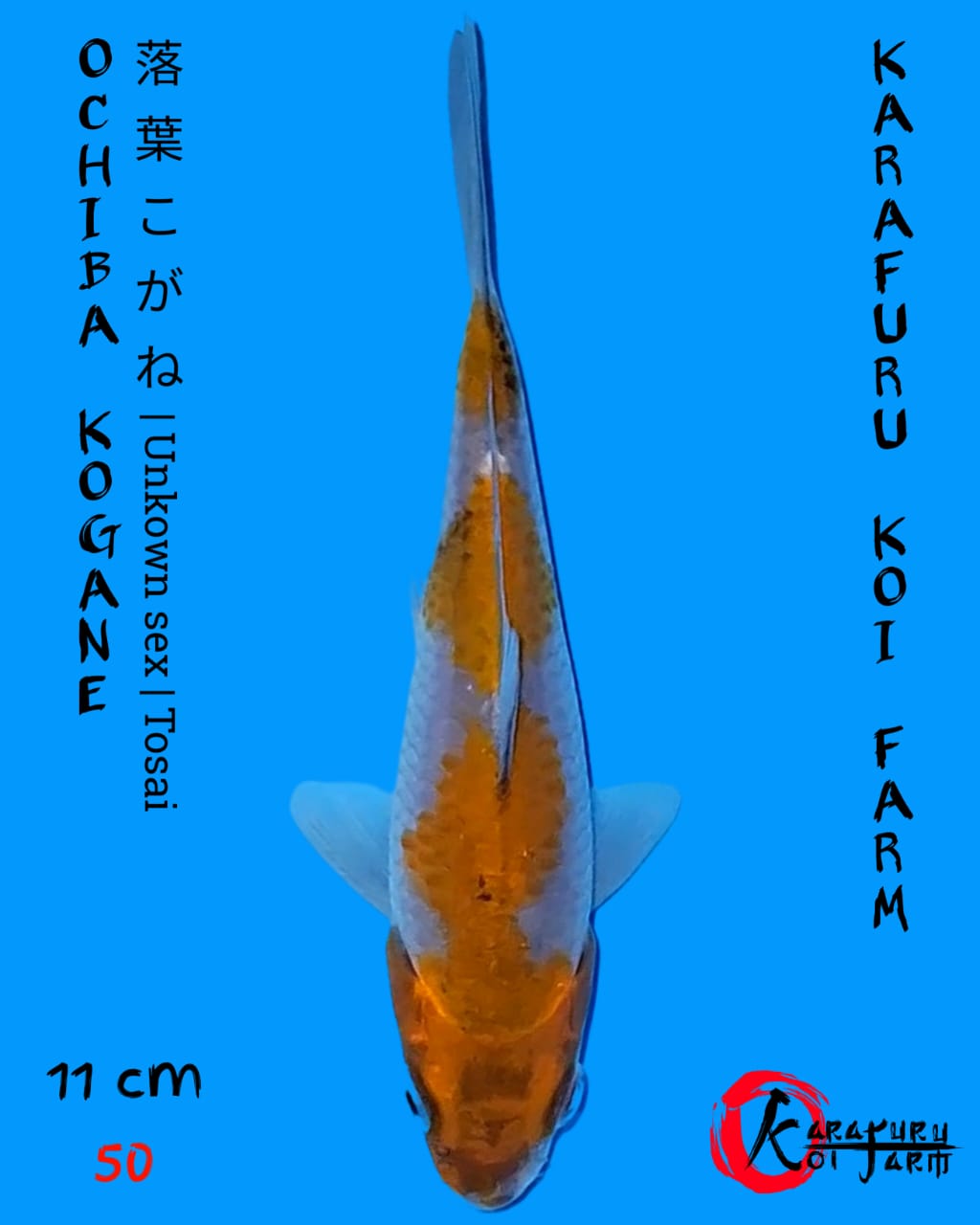 OCHIBA KOGANE 11cm