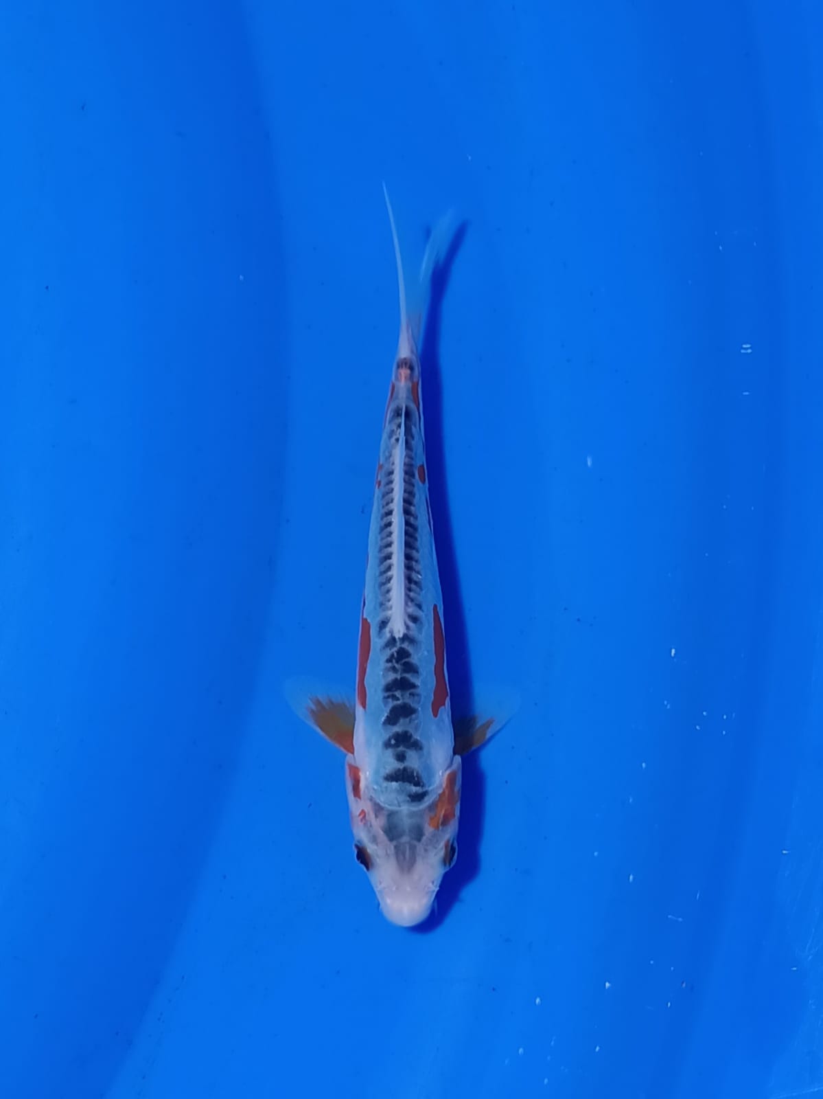 SHUSUI 16cm