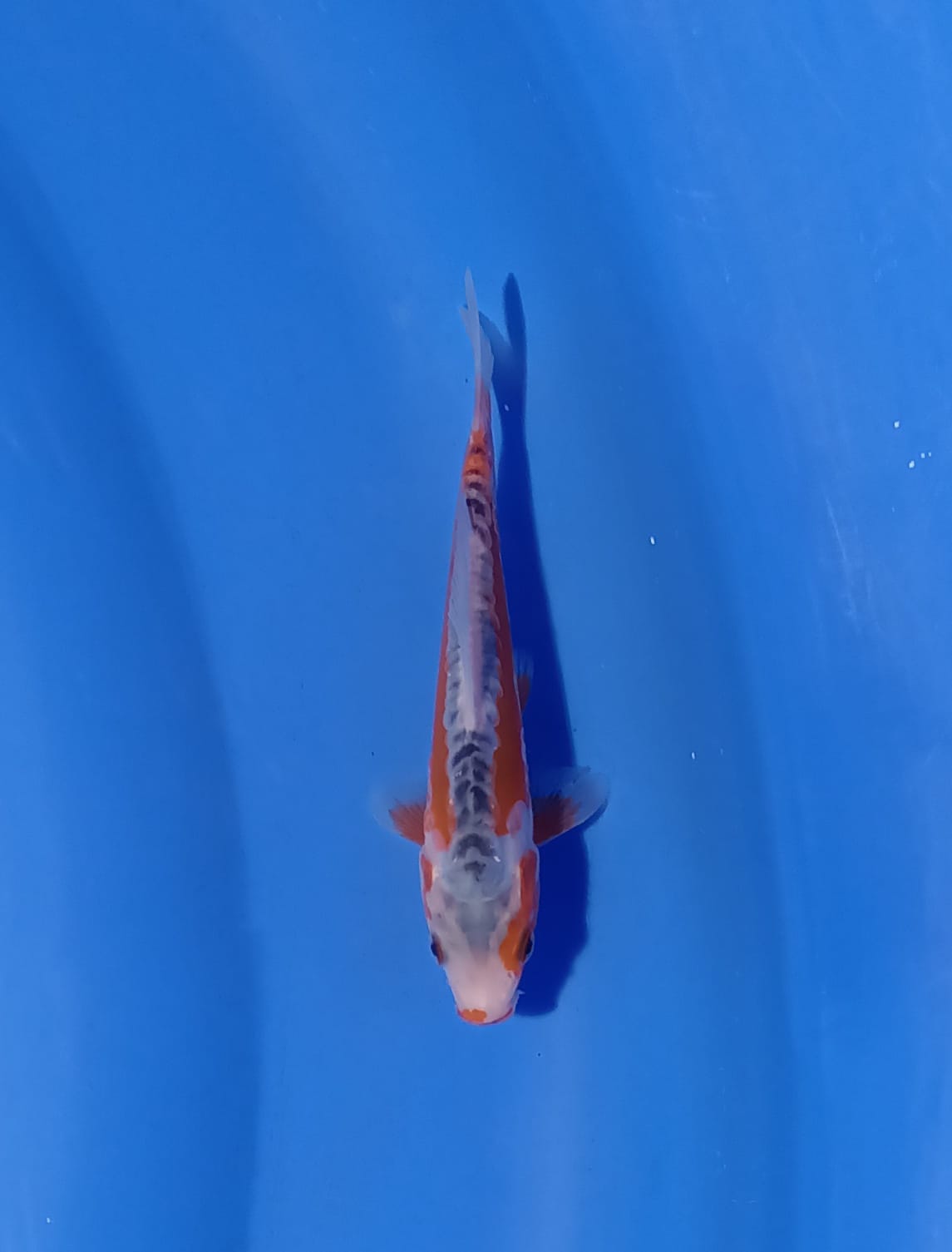 SHUSUI 15cm
