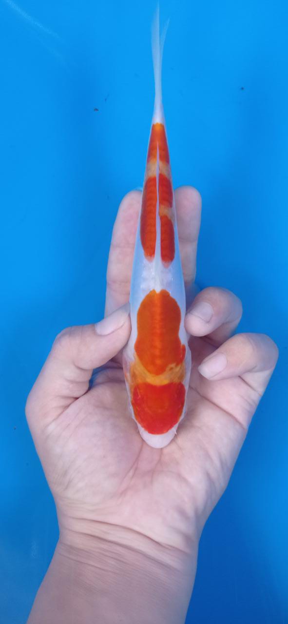 MARUTEN KOHAKU DOITSHU 22cm