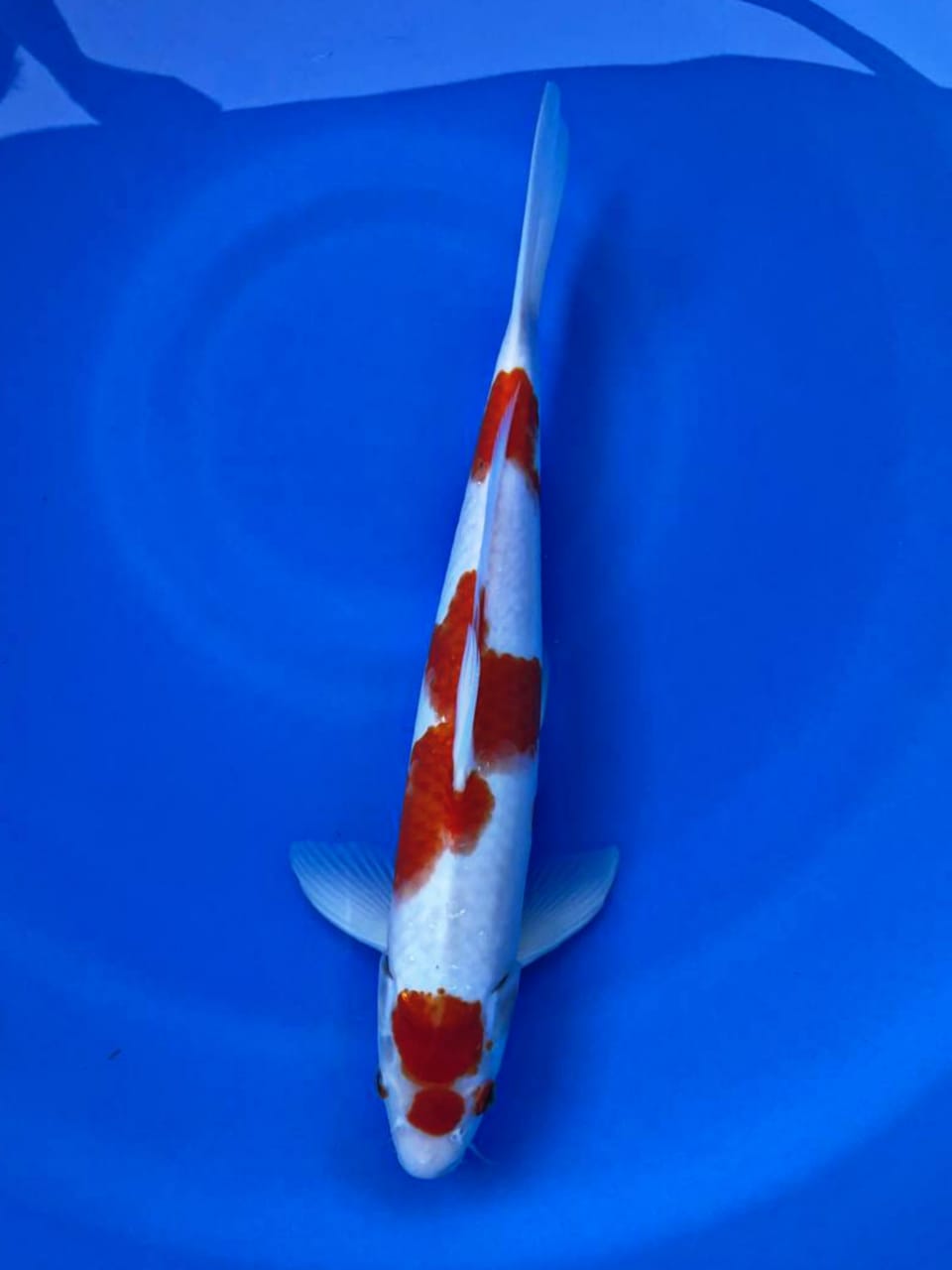KOHAKU 35cm MALE