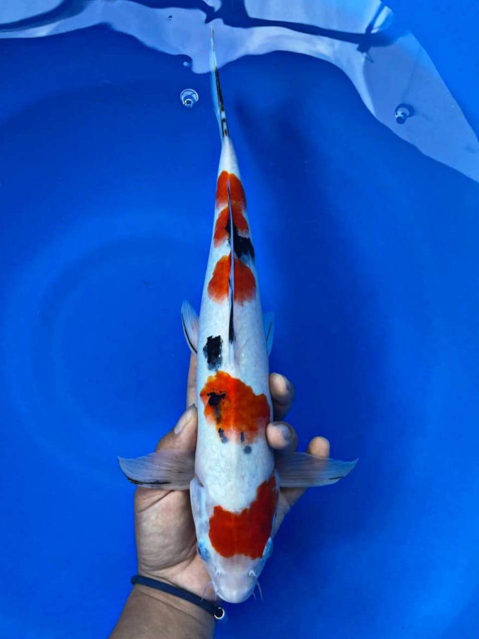 SANKE 36cm MALE