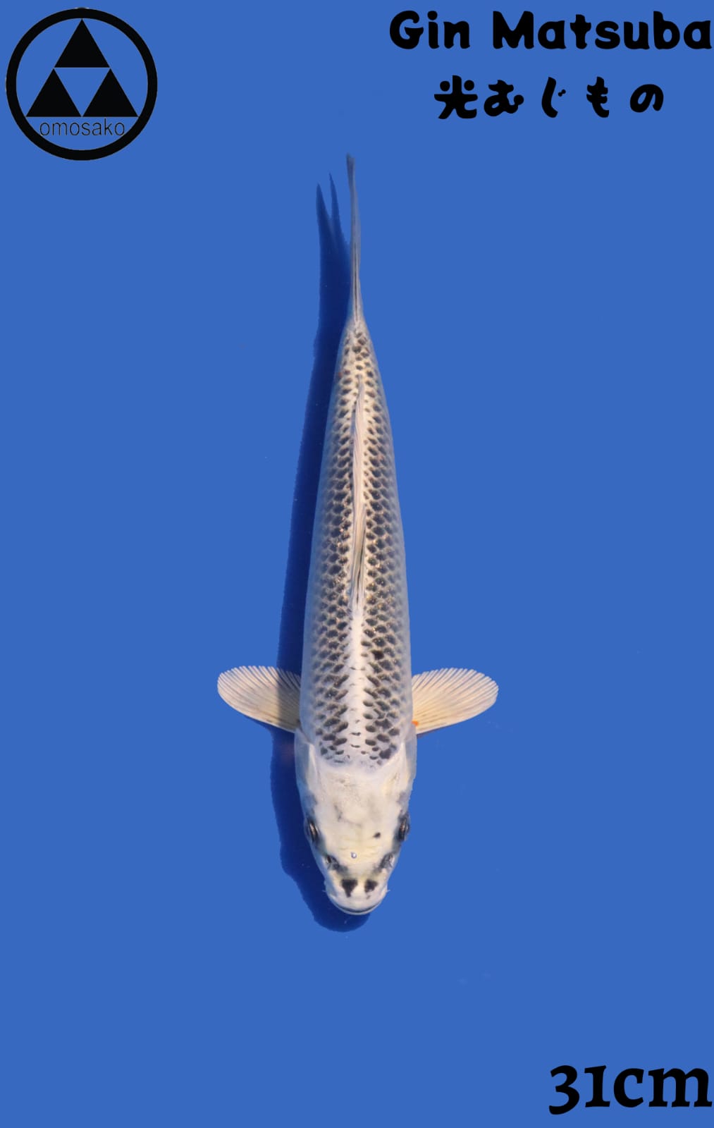 GIN MATSUBA 31cm