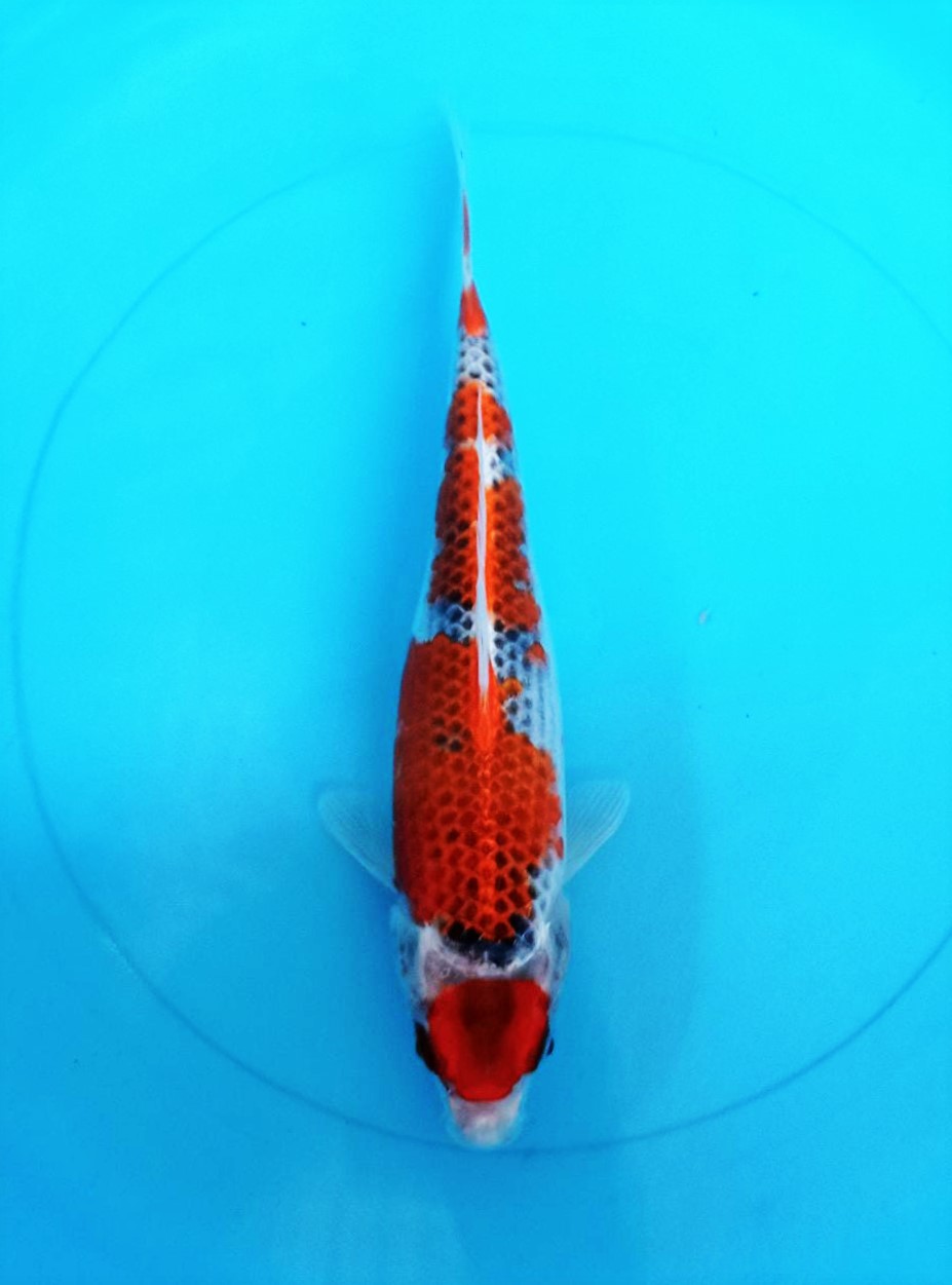 MARUTEN GHOSIKI 25cm