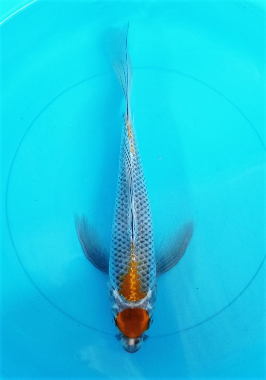 MARUTEN OCHIBA 30cm
