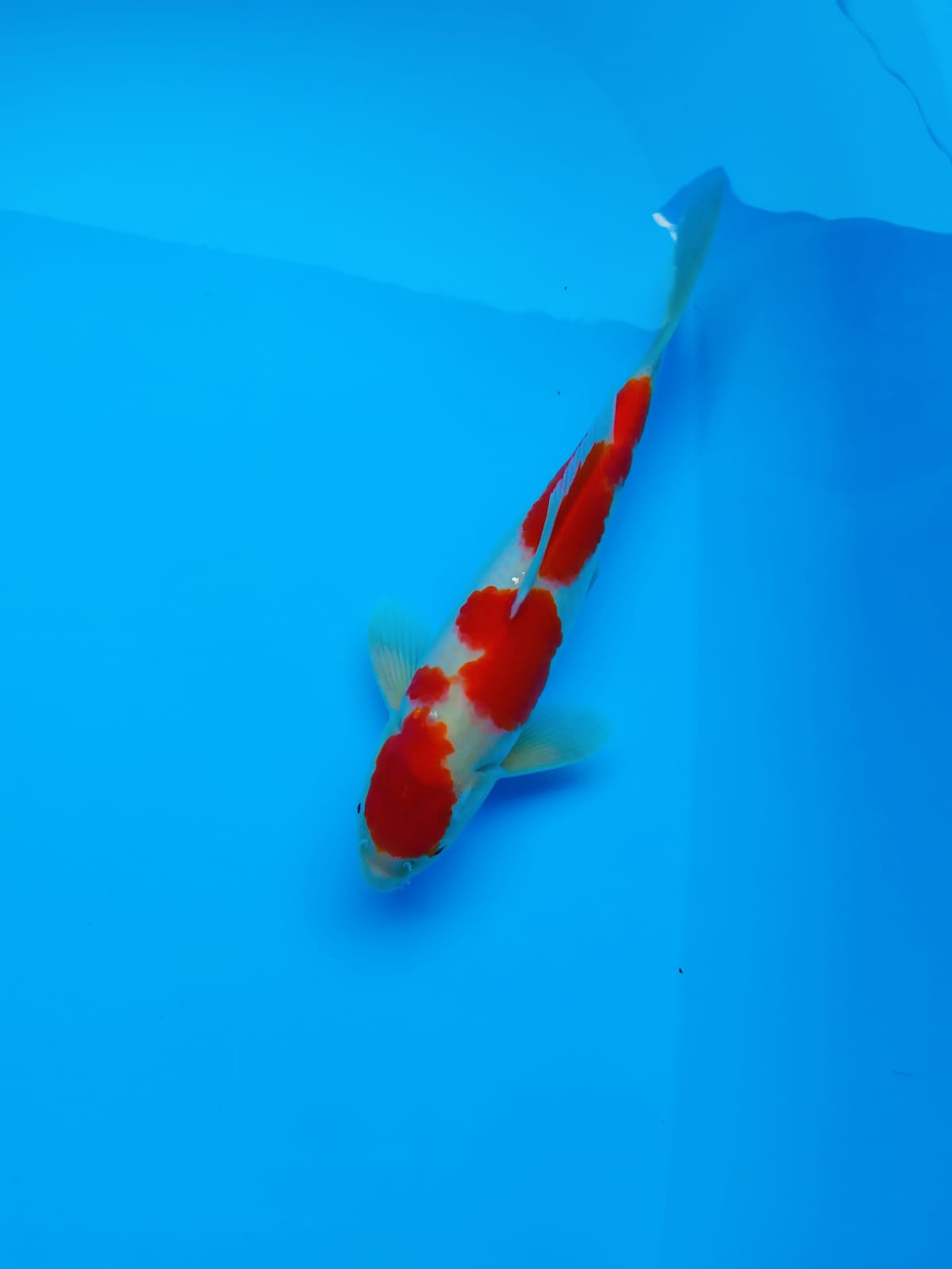 Lelang Koi Online, Jual Beli Ikan Koi, Pusat Jual Beli Koi, Info Lelang Koi Hari Ini, Platform Jual Beli Koi, Jual Beli Ikan Koi Online, Marketplace Ikan Koi, Jual Koi Terbaik, Tempat Beli Koi Berkualitas, Pasar Ikan Koi Online Terpercaya, Penjual Ikan Koi Terpercaya, Beli Koi Hias Online, Ikan Koi untuk Dijual, Koi Kualitas Terbaik, Toko Online Ikan Koi, Koi Hias Untuk Dijual, Jual Beli Ikan Koi Lokal, Koi Indonesia Online, Pusat Jual Beli Koi Terbesar