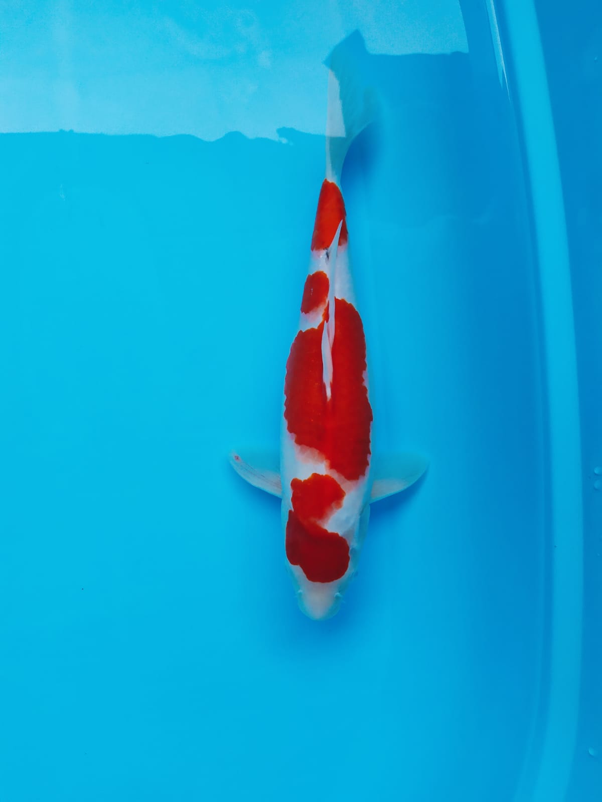 Lelang Koi Online, Jual Beli Ikan Koi, Pusat Jual Beli Koi, Info Lelang Koi Hari Ini, Platform Jual Beli Koi, Jual Beli Ikan Koi Online, Marketplace Ikan Koi, Jual Koi Terbaik, Tempat Beli Koi Berkualitas, Pasar Ikan Koi Online Terpercaya, Penjual Ikan Koi Terpercaya, Beli Koi Hias Online, Ikan Koi untuk Dijual, Koi Kualitas Terbaik, Toko Online Ikan Koi, Koi Hias Untuk Dijual, Jual Beli Ikan Koi Lokal, Koi Indonesia Online, Pusat Jual Beli Koi Terbesar