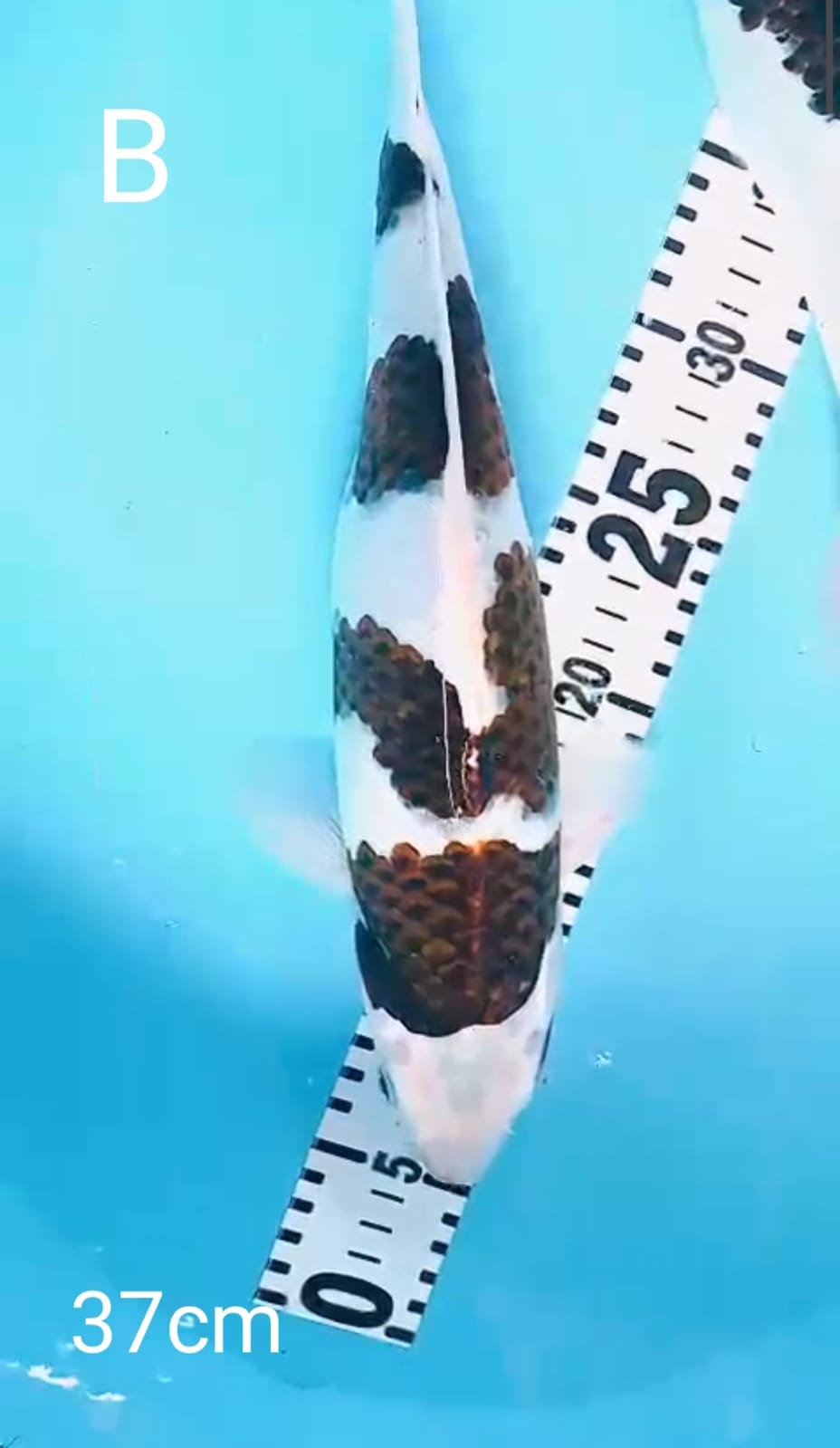 GOROMO 37cm