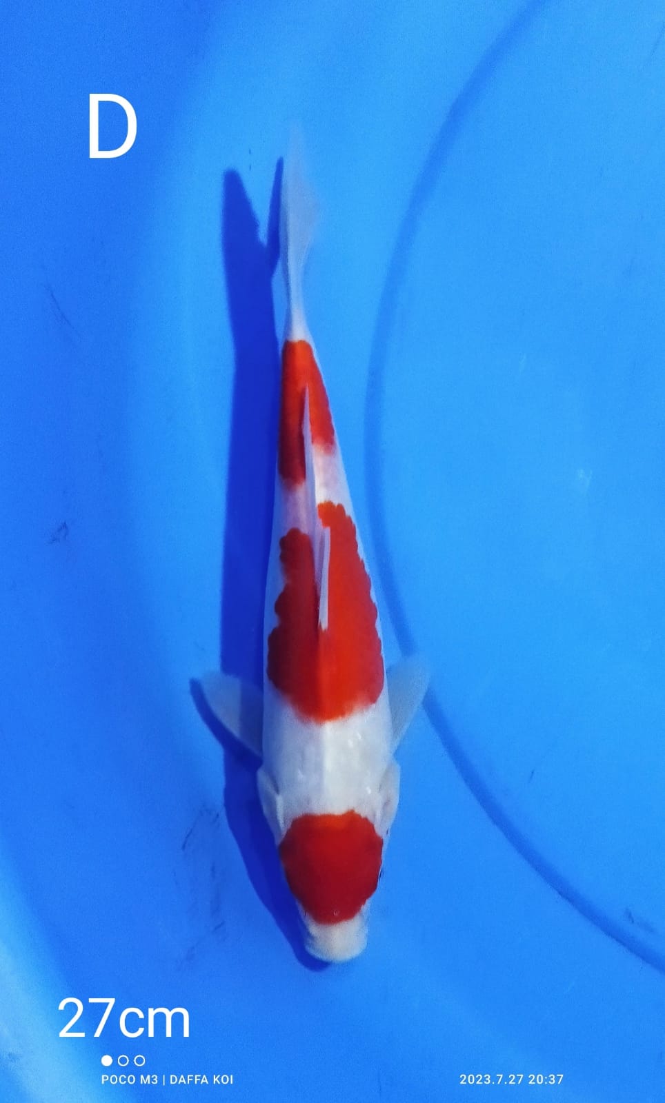 KOHAKU MARUTEN 27cm