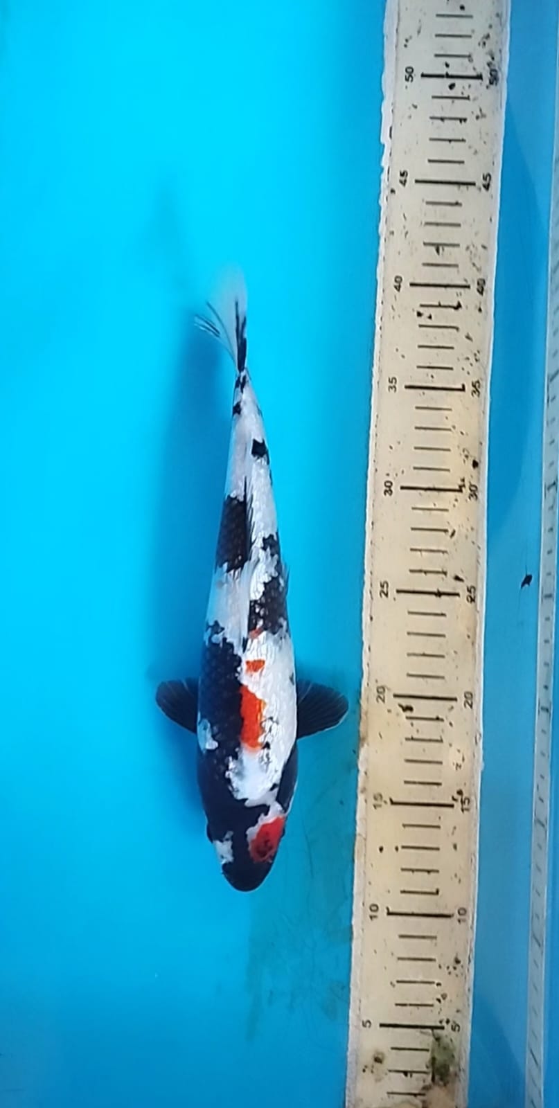 SHOWA GINRIN 28cm