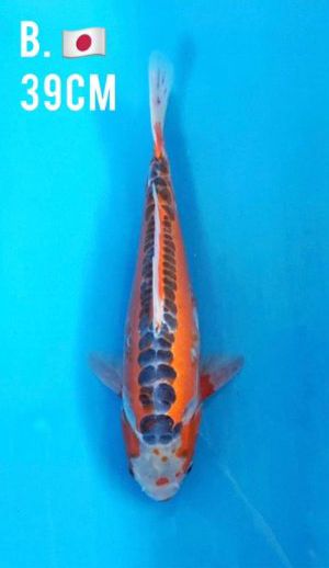 IKARASHI SHUSUI 39cm