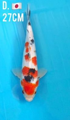 OGATA SANKE 27cm