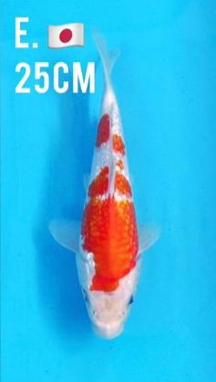 OGATA GINRIN KOHAKU 25cm
