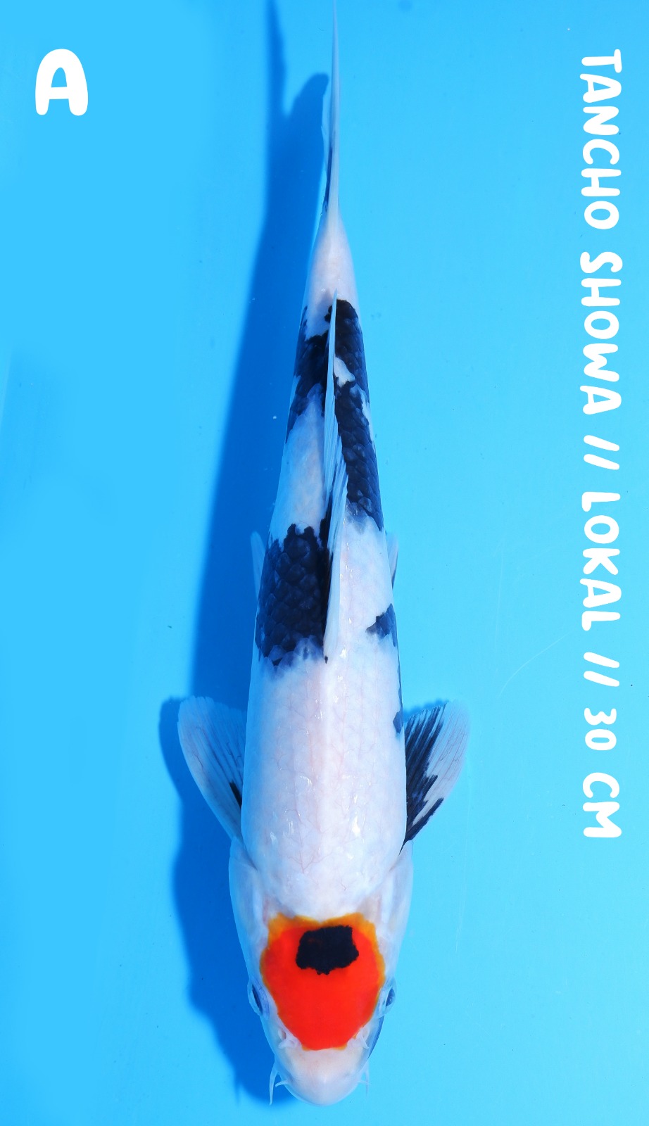 TANCHO SHOWA 30cm