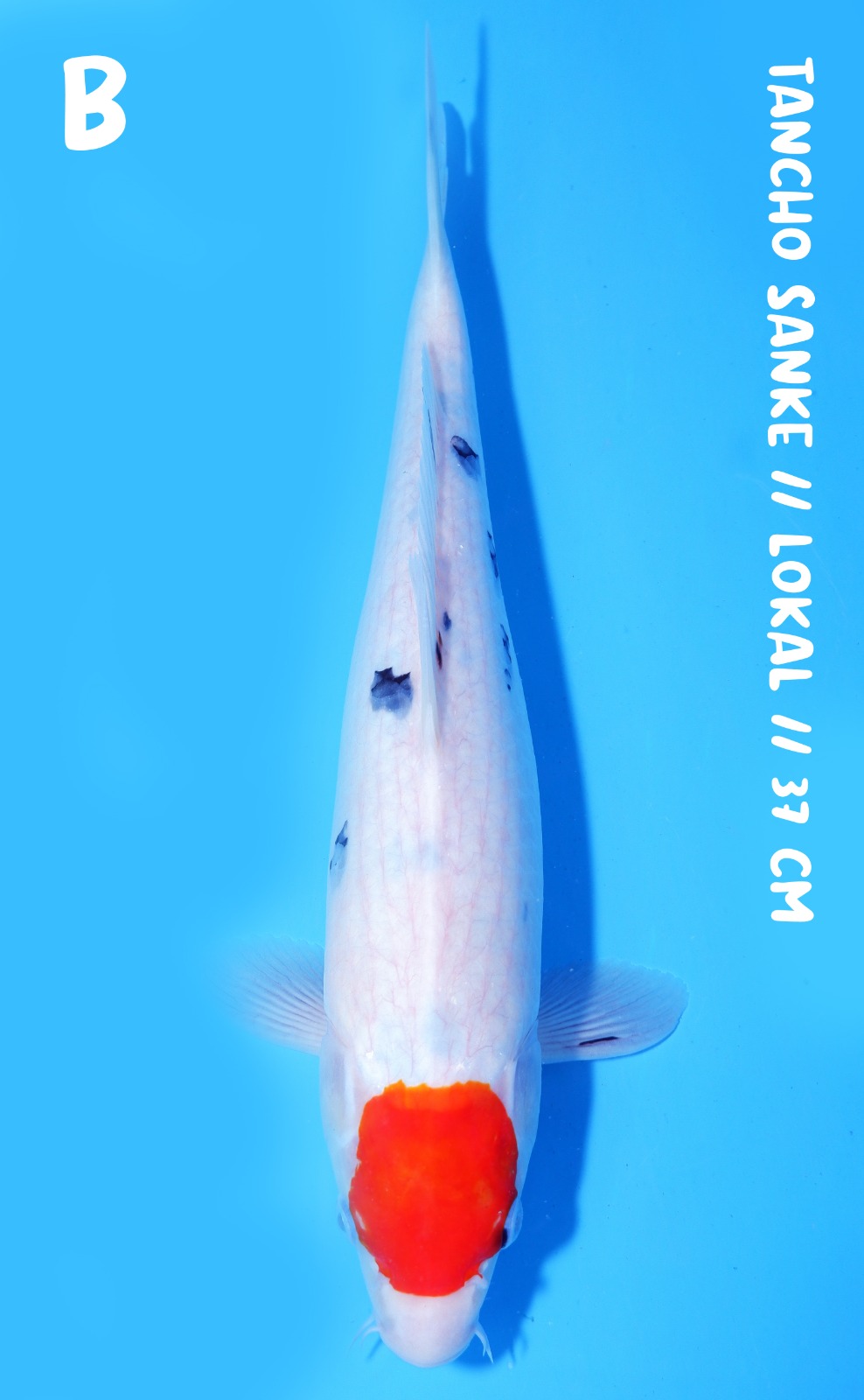 TANCHO SANKE 37cm