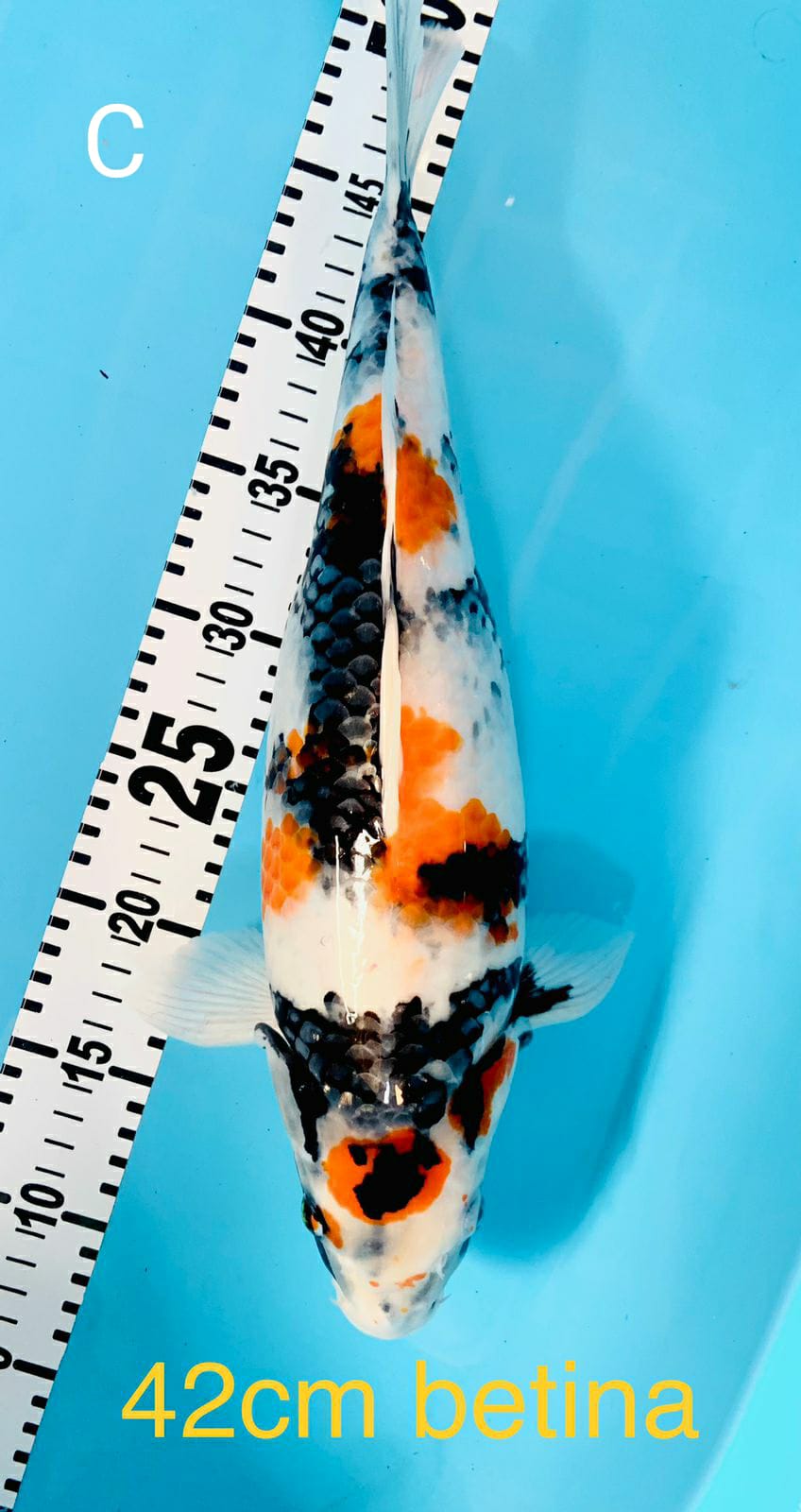 SHOWA 42cm