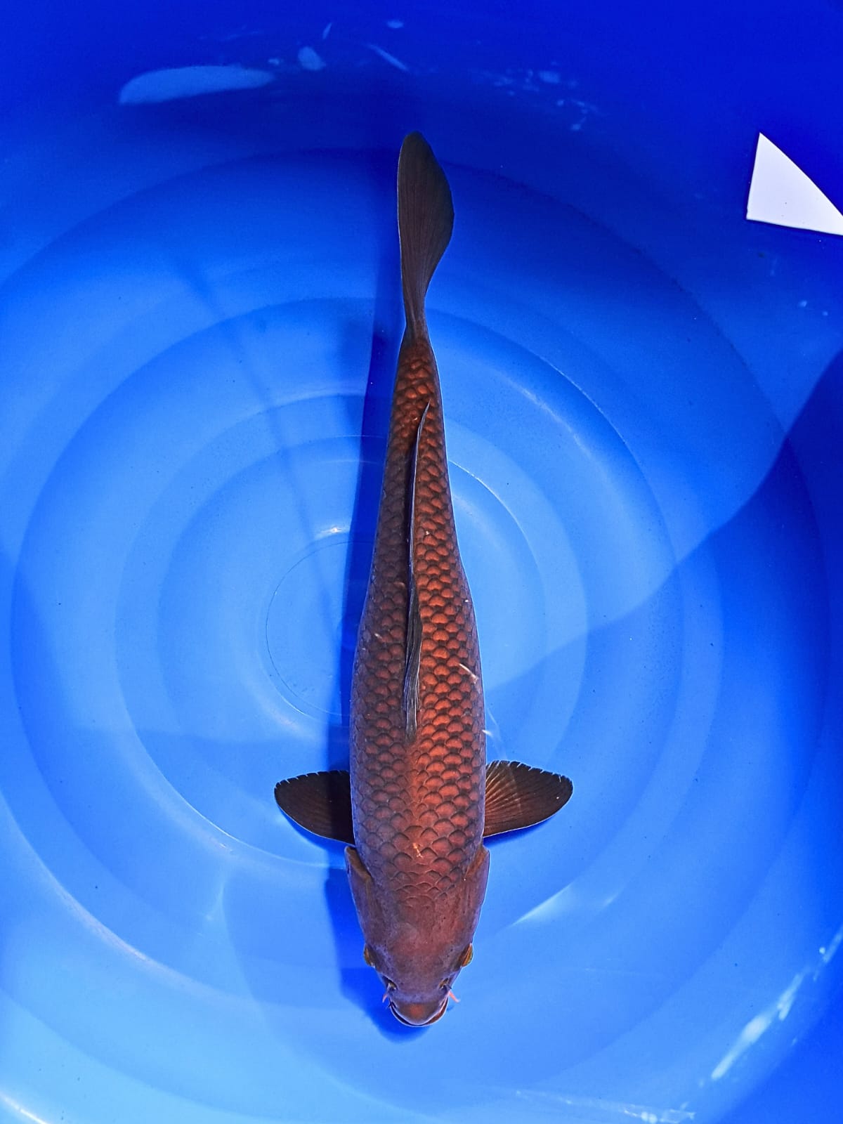 CHAGOI TEMBAGA 43cm
