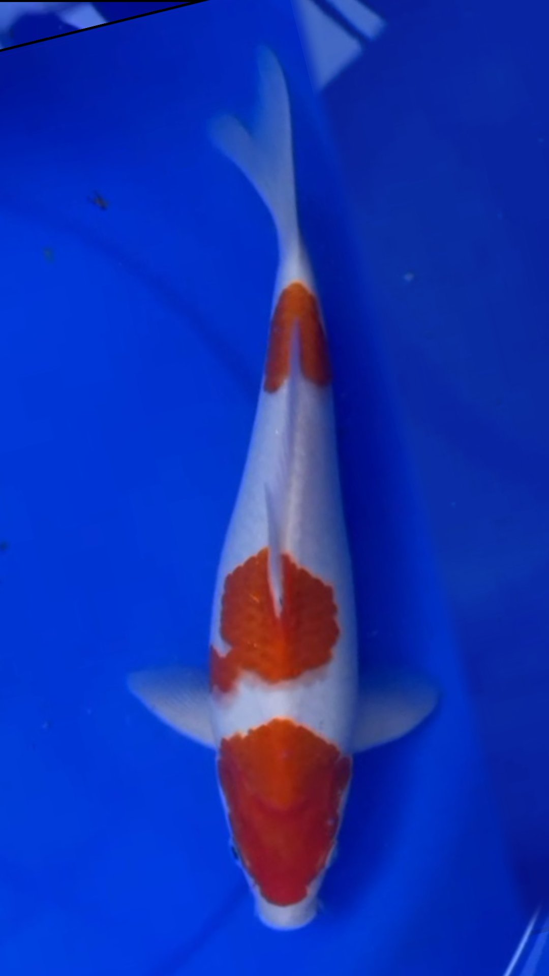 KOHAKU F1 SUMBER MULYA 35cm