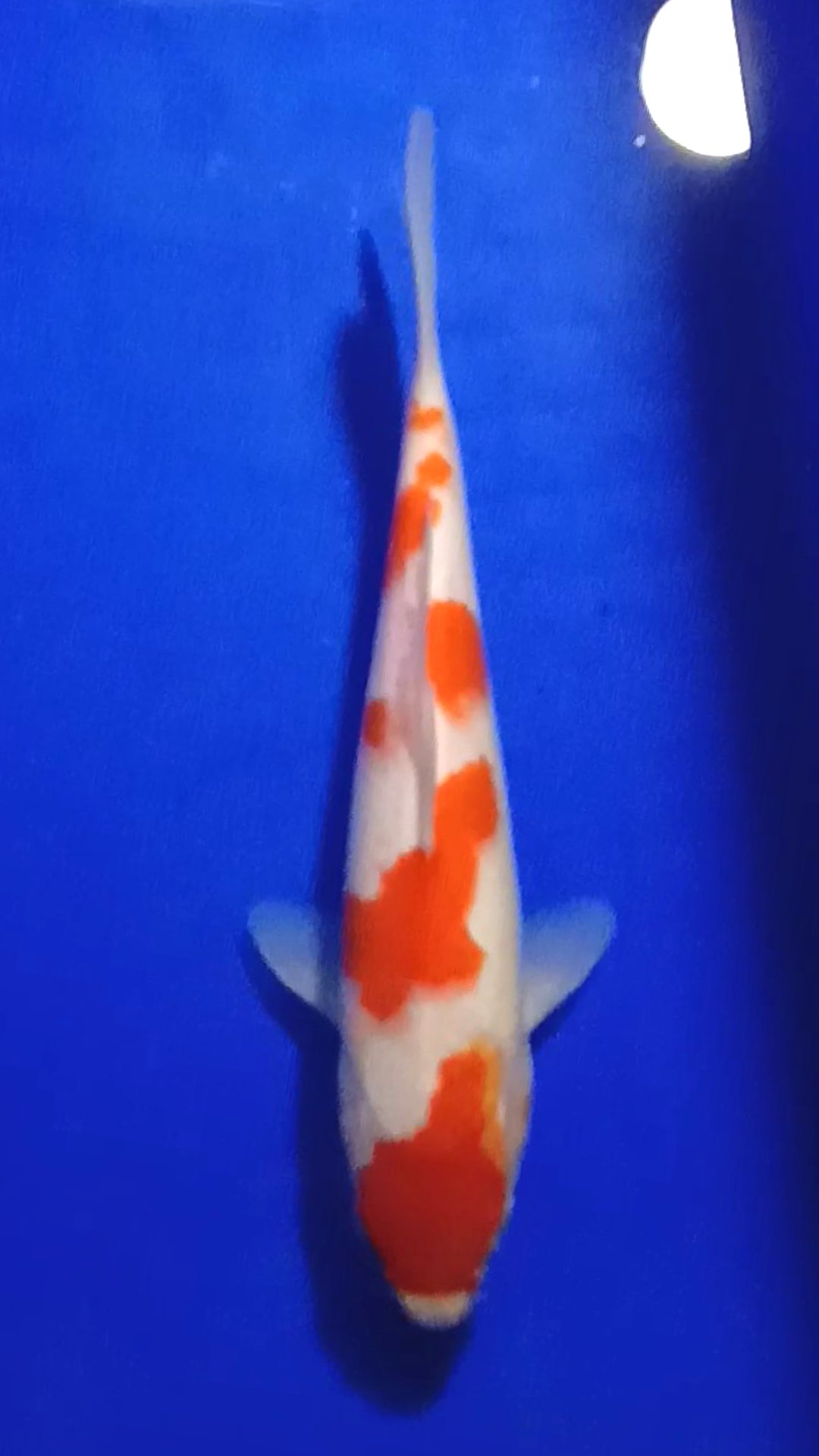 KOHAKU 28cm