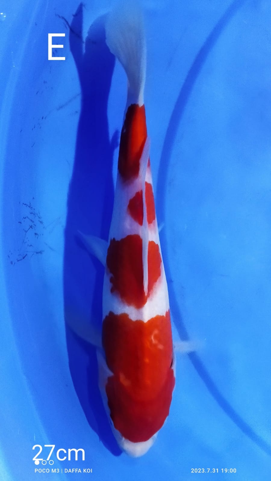 KOHAKU 27cm
