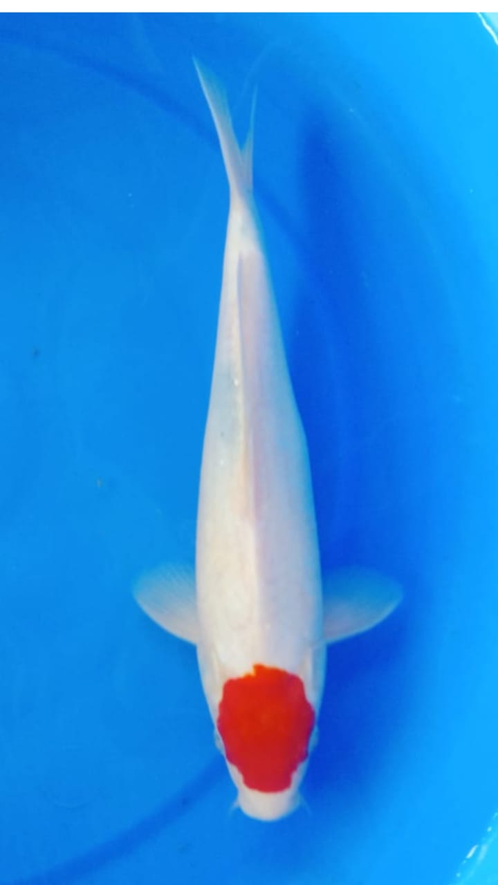 TANVO SHOWA TETEGOI 29cm