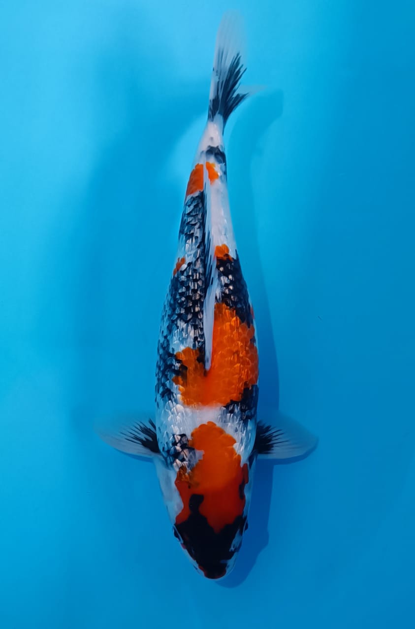 SHOWA GINRIN 37cm FEMALE