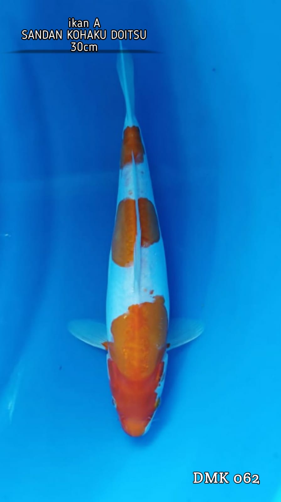 SANDAN KOHAKU DOITSU 3 STEP 30cm