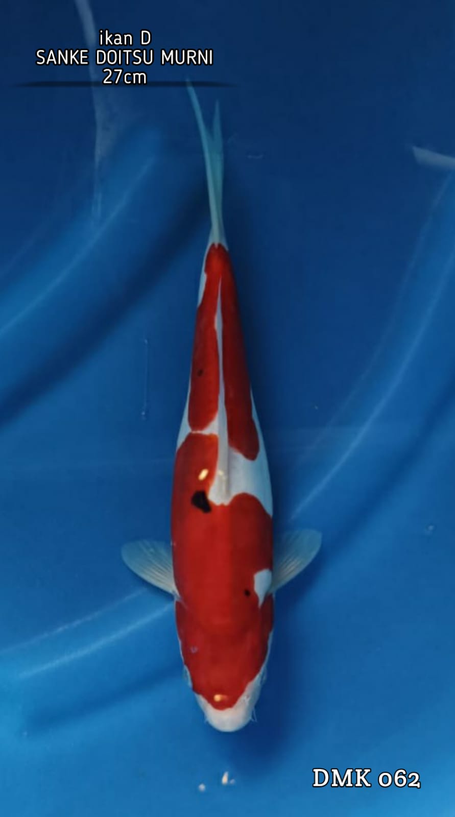 SANKE DOITSU MURNI 27cm