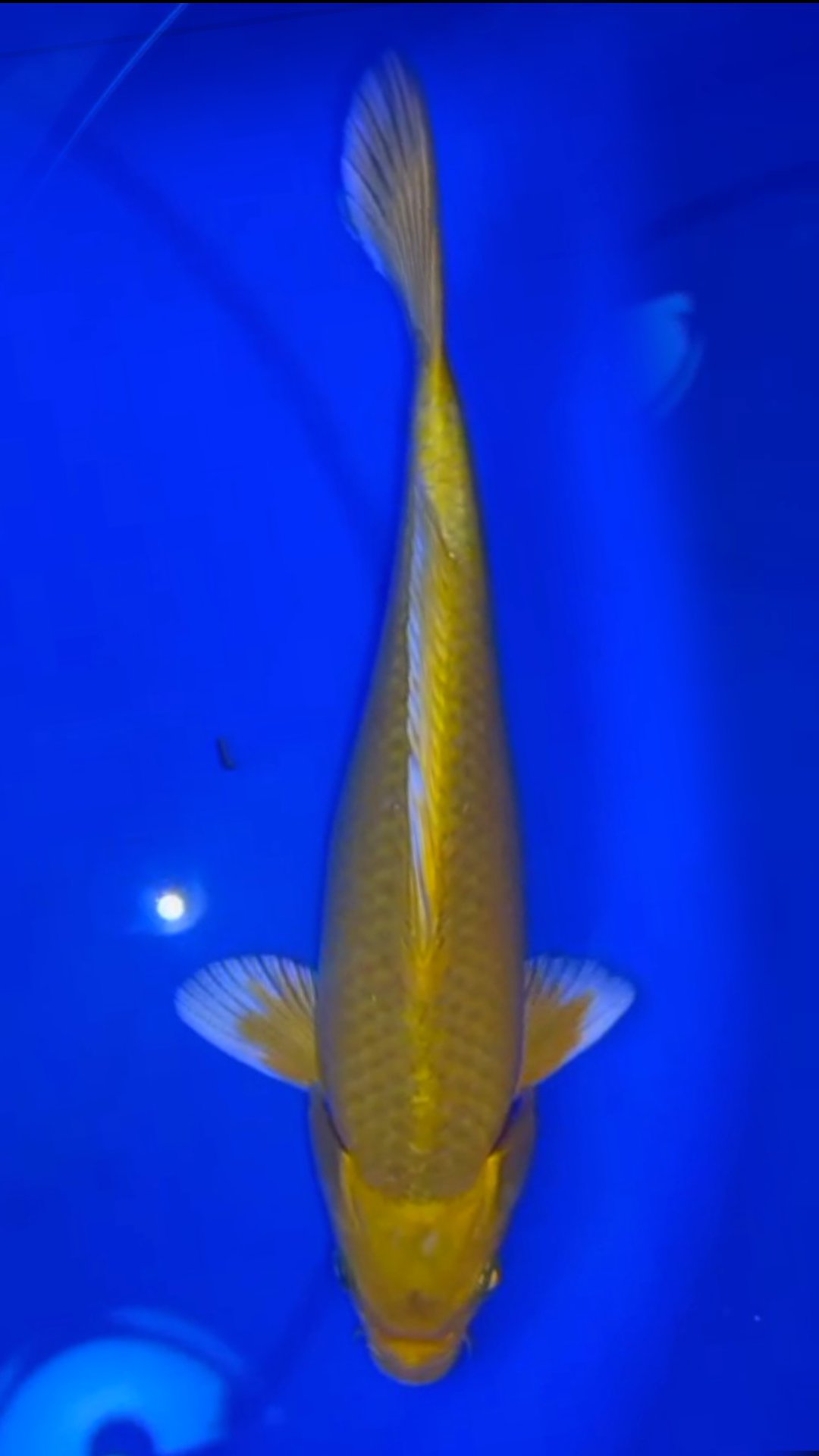 OGGON SQ 27cm