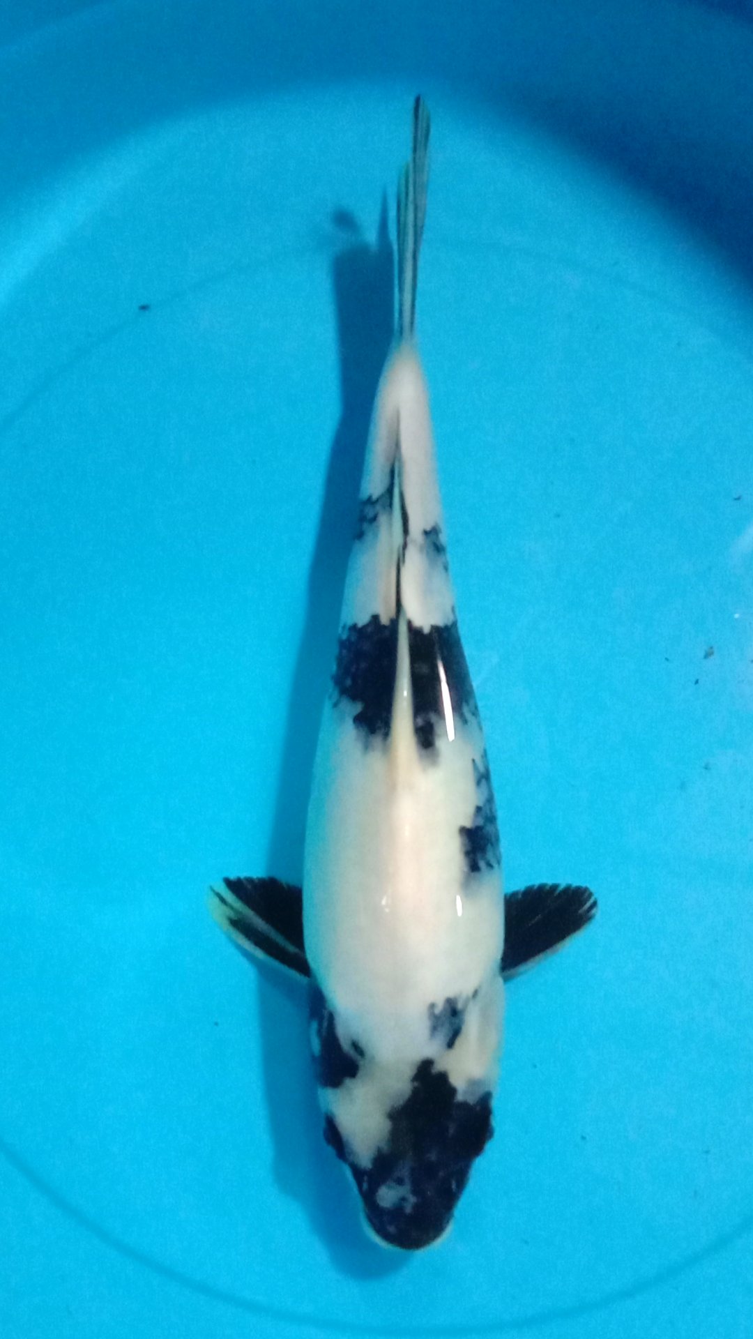 SHIRO PUNUK 32cm