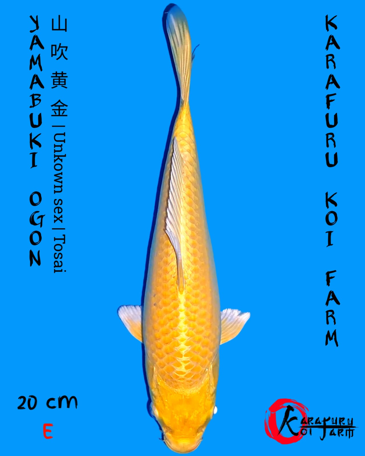 YAMABUKI OGON 20cm