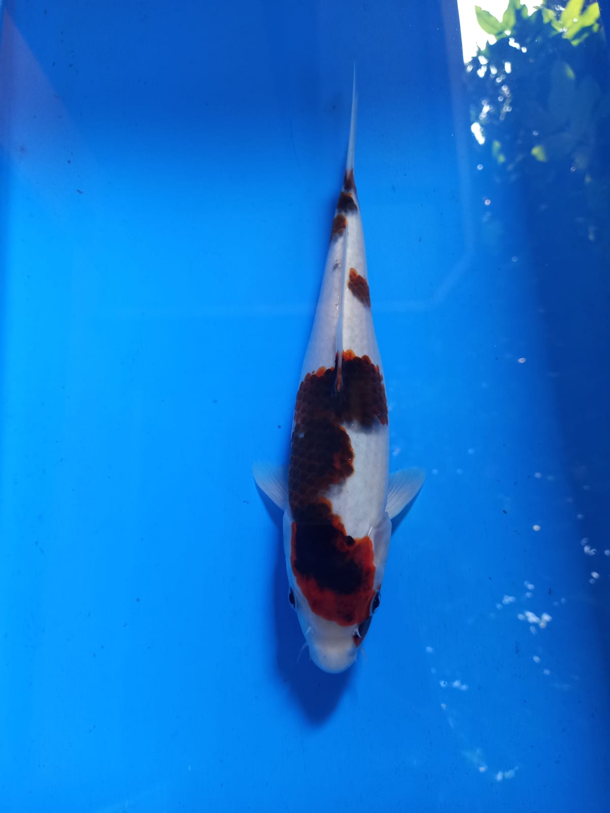 GOROMO 25cm