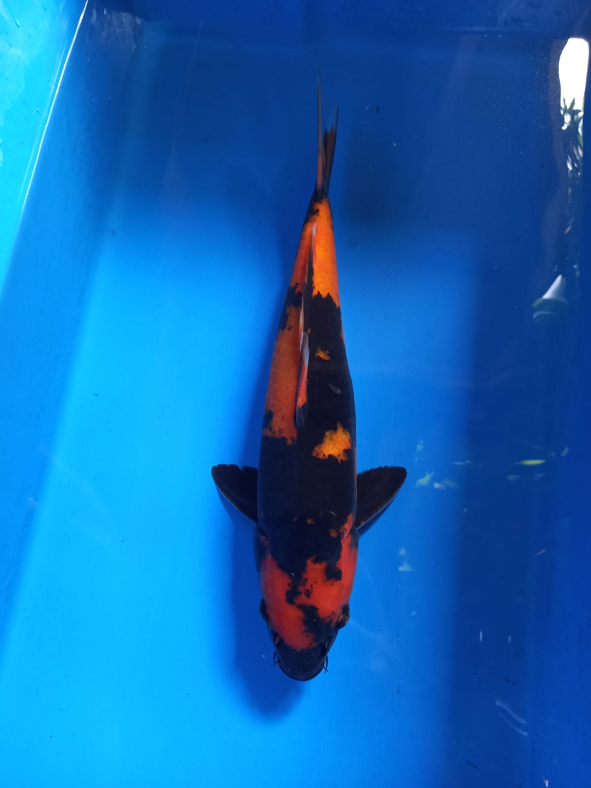 HI UTSURI 35cm