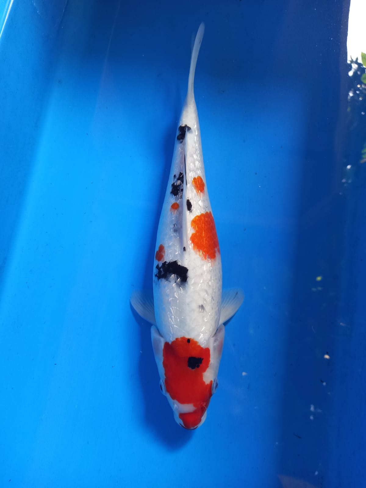 GINRIN SANKE 35cm