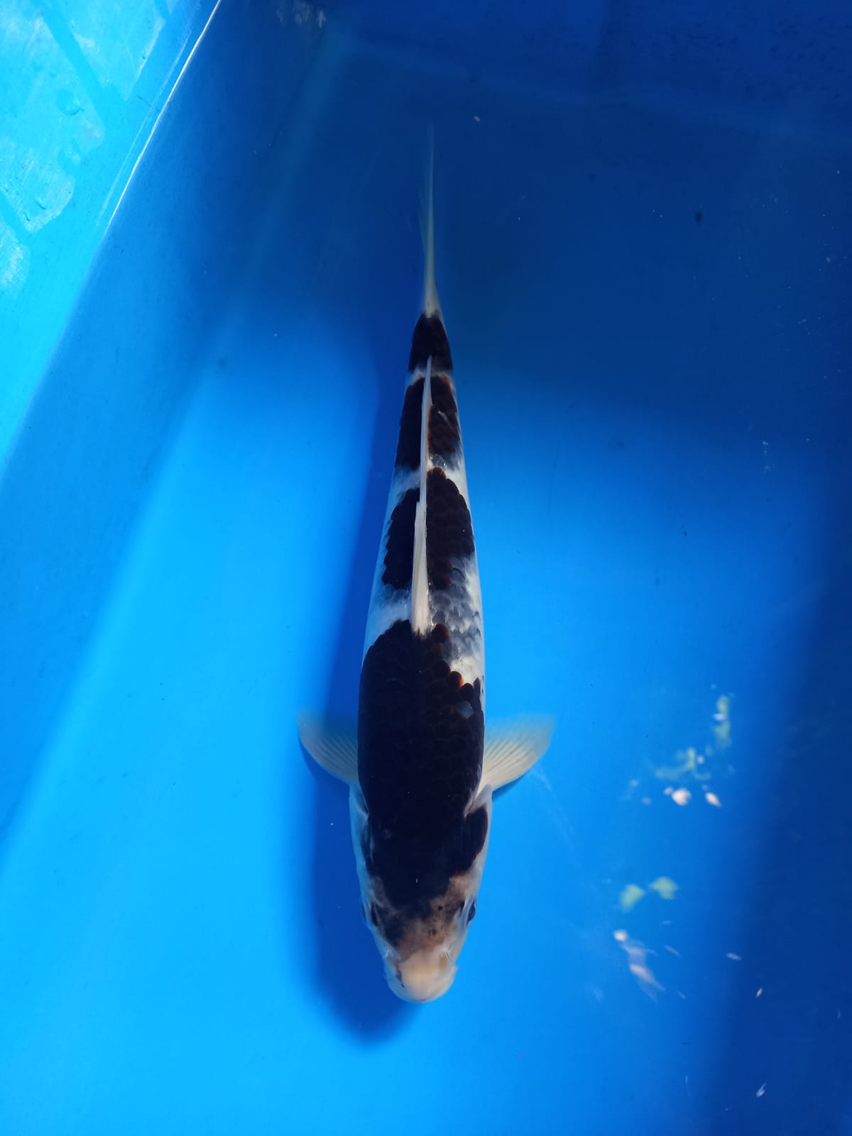 BUDO GOROMO 33cm