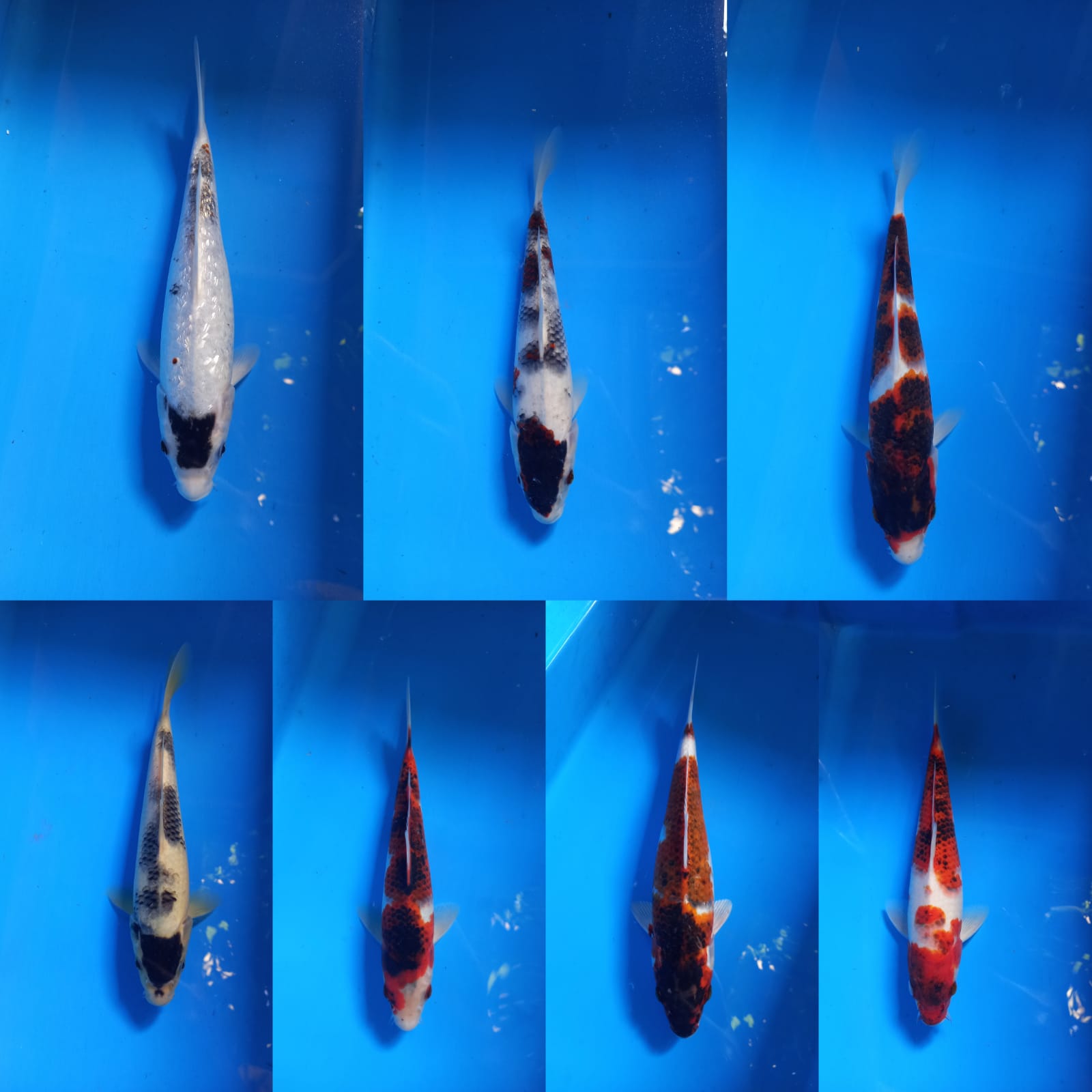 PAKET 7EKOR GOROMO 30cm